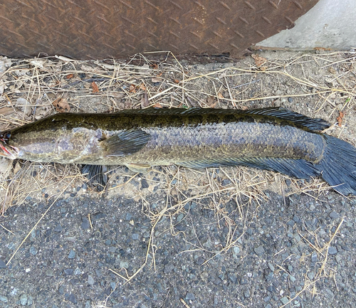 カムルチーの釣果