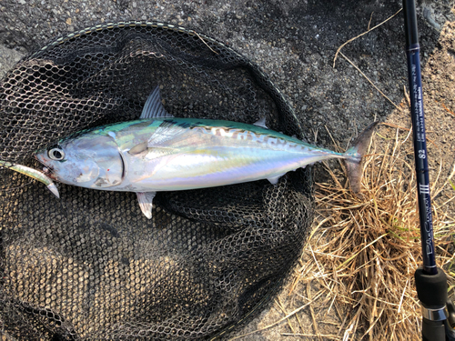 マルソウダの釣果