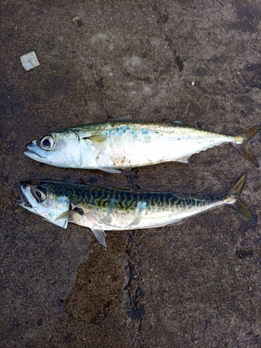 サバの釣果