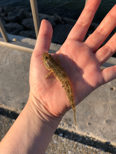 マハゼの釣果