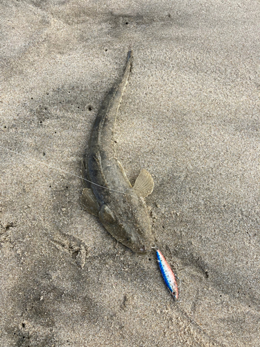 マゴチの釣果