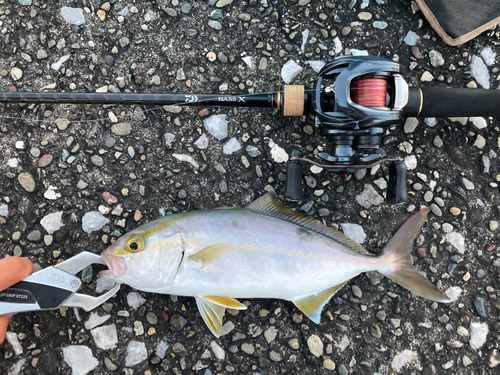 ネイリの釣果