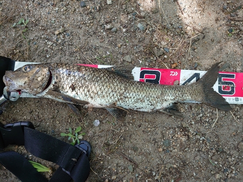 ニゴイの釣果