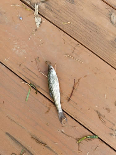 クチボソの釣果