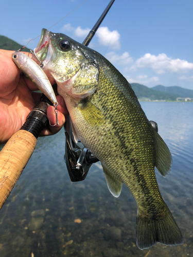 ブラックバスの釣果