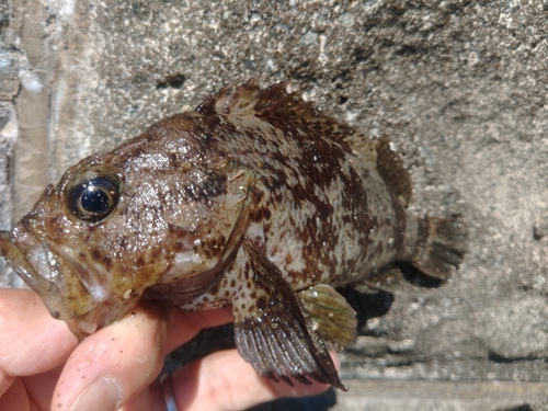 ムラソイの釣果