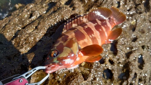 アカハタの釣果