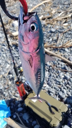 ソウダガツオの釣果