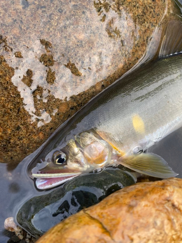 アユの釣果