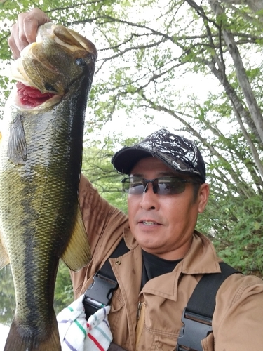 ラージマウスバスの釣果