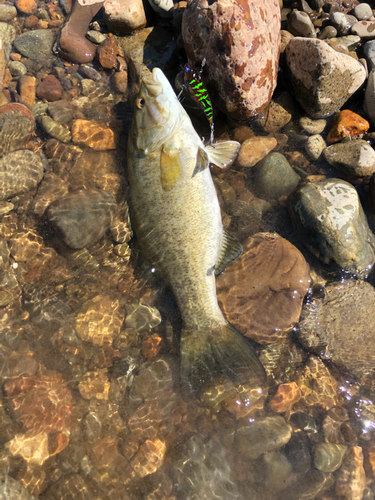 スモールマウスバスの釣果