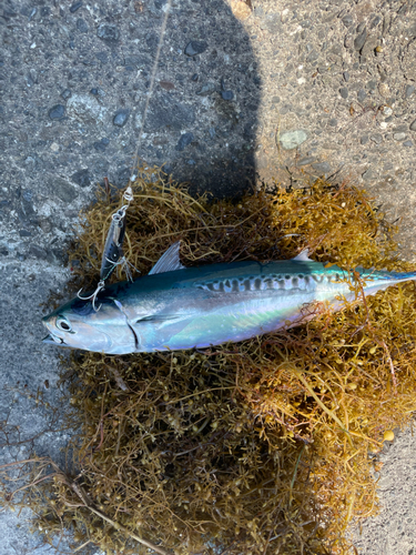 ソウダガツオの釣果