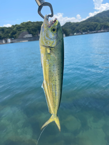 シイラの釣果