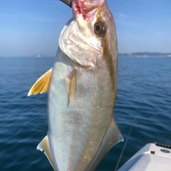 ショゴの釣果