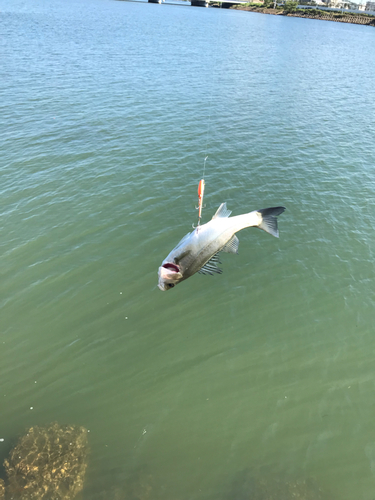 セイゴ（マルスズキ）の釣果