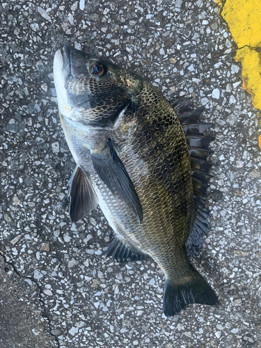 チヌの釣果