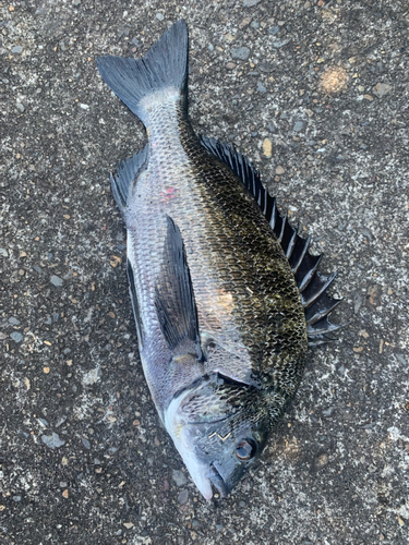 チヌの釣果