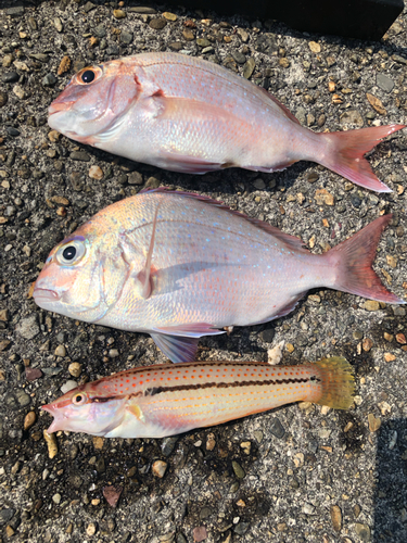 タイの釣果