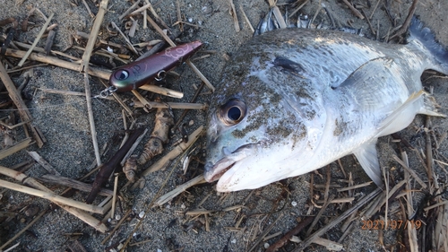 キビレの釣果