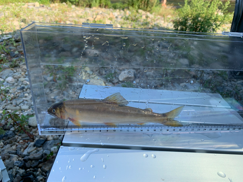 アユの釣果