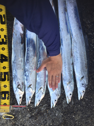 タチウオの釣果