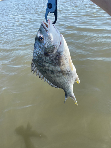 キビレの釣果