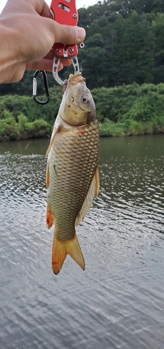 コイの釣果