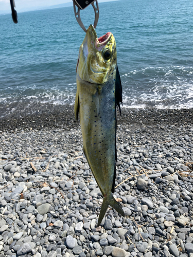 シイラの釣果