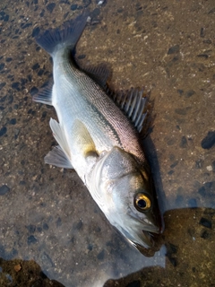 セイゴ（マルスズキ）の釣果