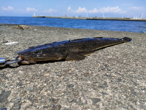 マゴチの釣果