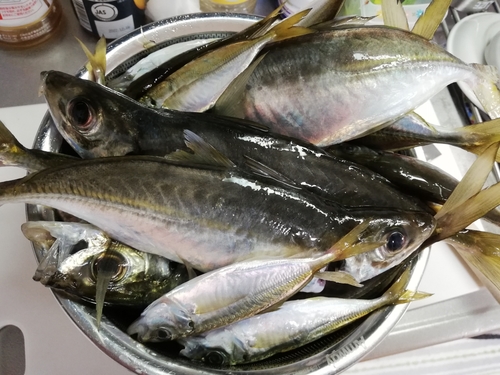 アジの釣果