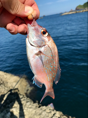 チャリコの釣果