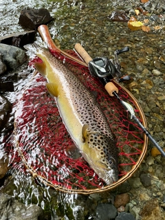 ブラウントラウトの釣果