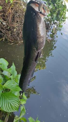 ライギョの釣果