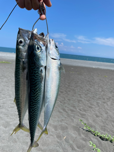 サバの釣果