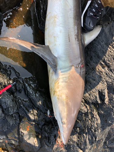 サメの釣果