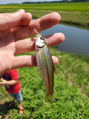 モロコの釣果