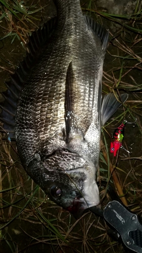 クロダイの釣果