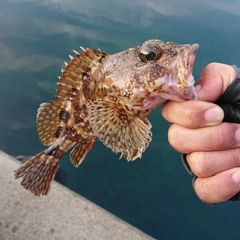 アラカブの釣果