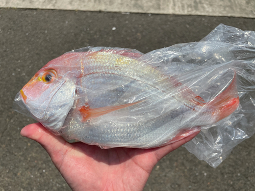 レンコダイの釣果