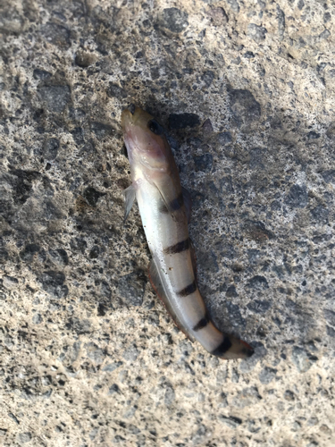 リュウグウハゼの釣果