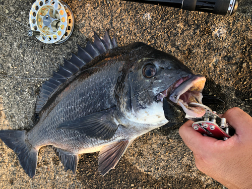 チヌの釣果