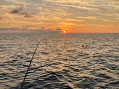 シロイカの釣果