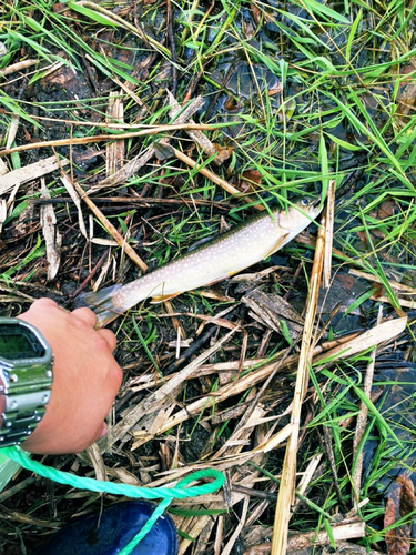 アメマスの釣果