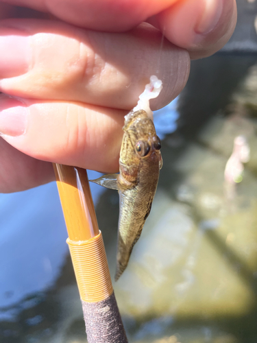 マハゼの釣果