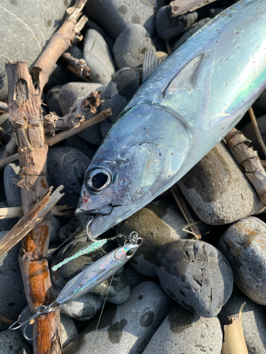 マルソウダの釣果