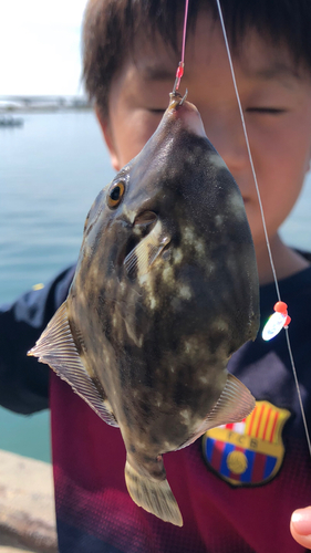 カワハギの釣果