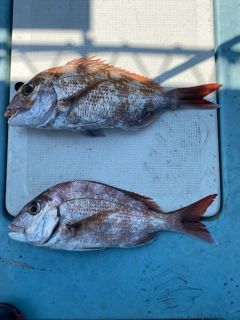 マダイの釣果