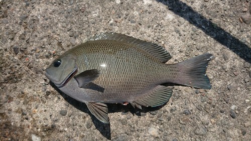 メジナの釣果