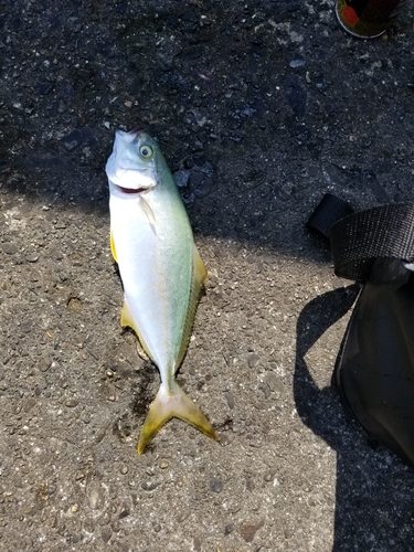 ツバスの釣果